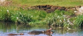 Hippo