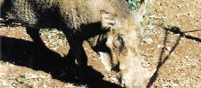 Warthog