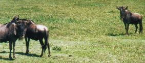 Wildebeest